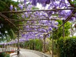 Wisteria on the Isle of Capri - so fragrant / stunning