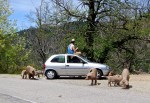 The pig whisperer of Corsica